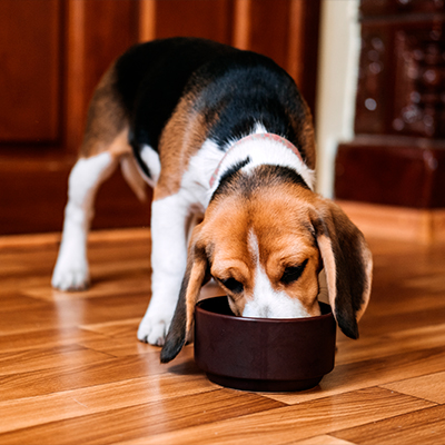 Raccolte di cibo per animali insieme a Cisom Como